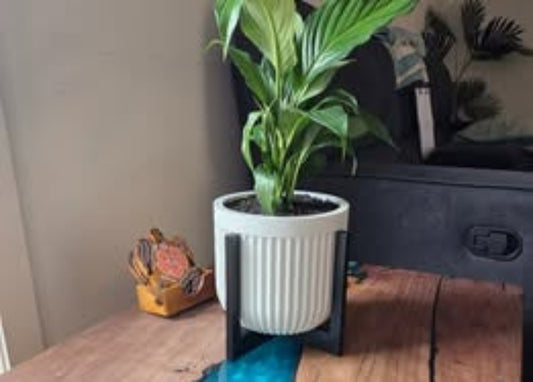 3D Printed Textured Planter Pot with Stand